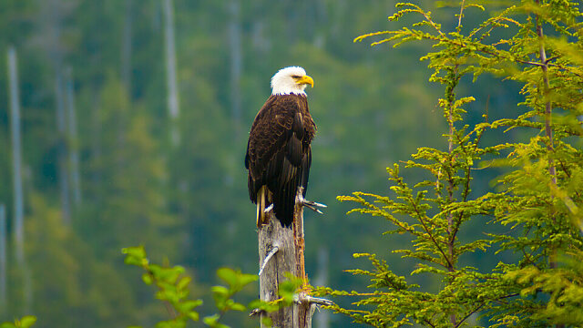 alaska wildlife 1