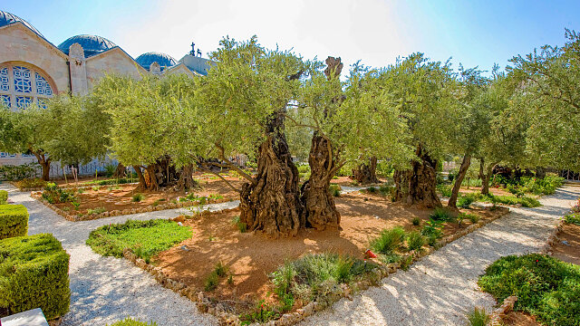 garden of gethsemane israel 2