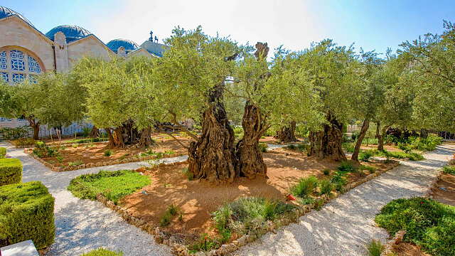 garden of gethsemane israel 2