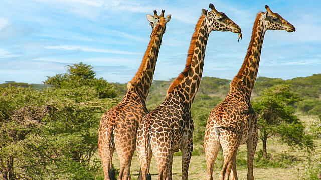 giraffes 1