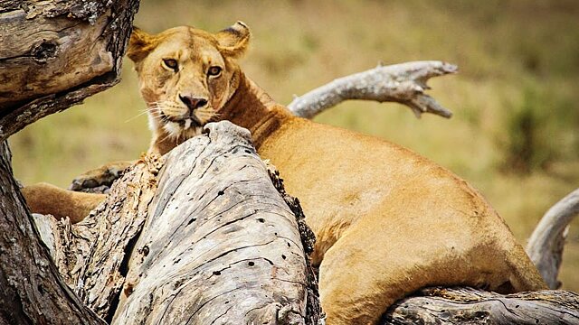 serengeti national park lion