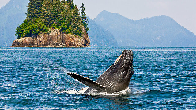 whale watching alaska 1